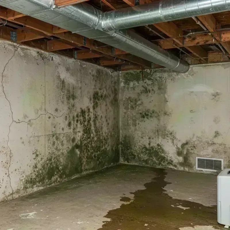 Professional Mold Removal in Mountain Lakes, NJ